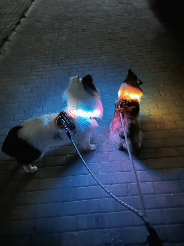 @furbaby