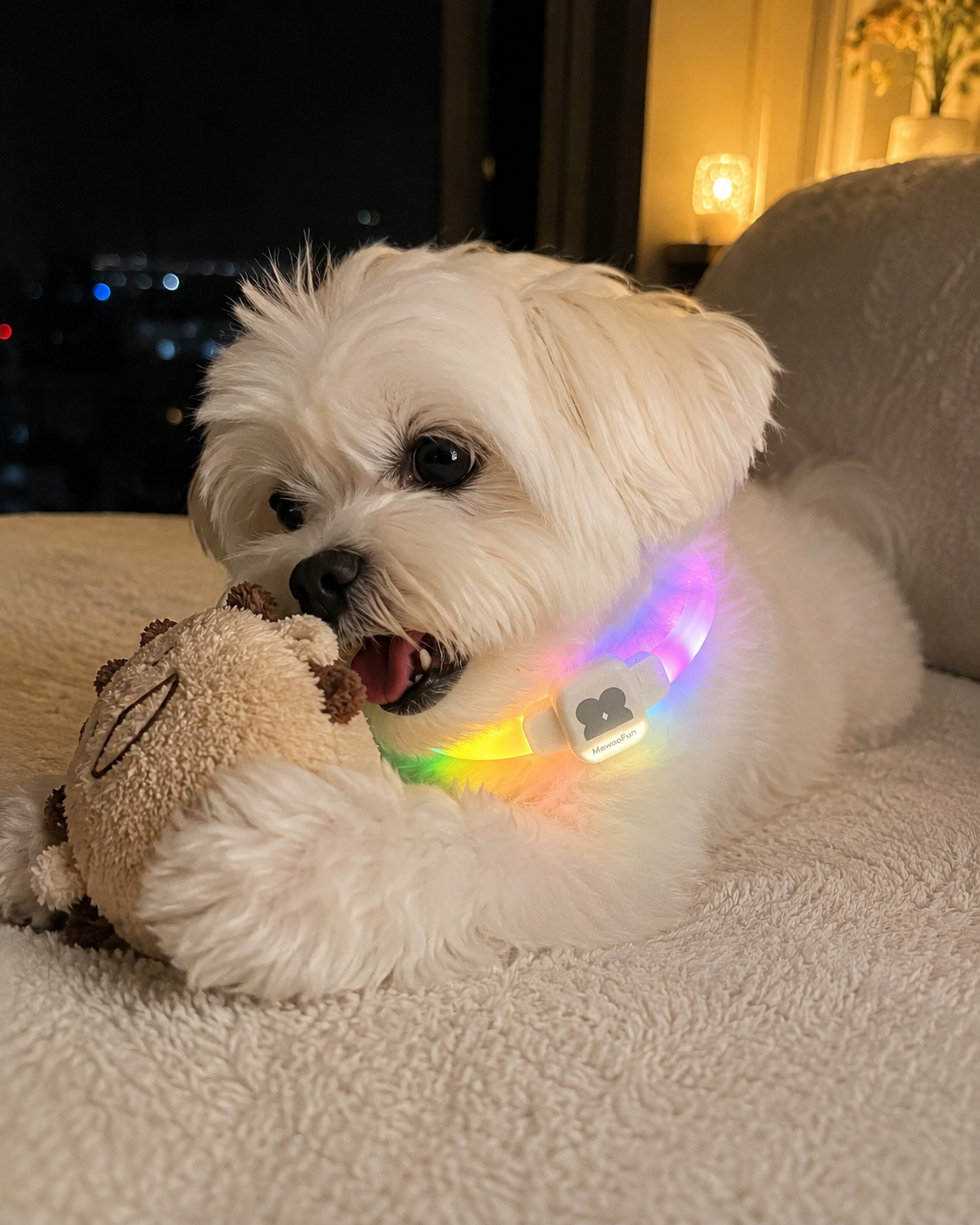 Dog wearing a light-up visibility collar during an evening walk
