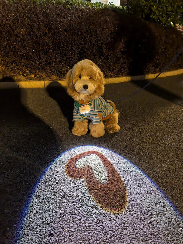 @happypup