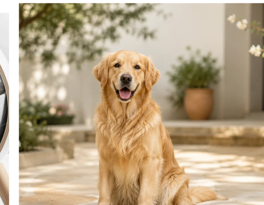 Dog essentials